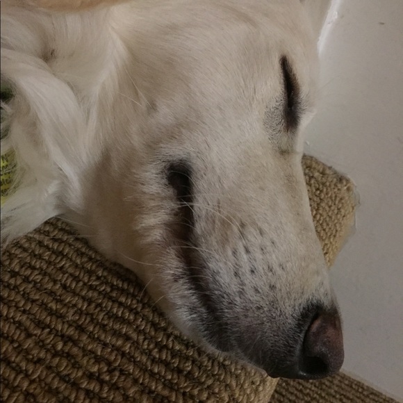 Meet your Posher, Sierra - Picture 1 of 1